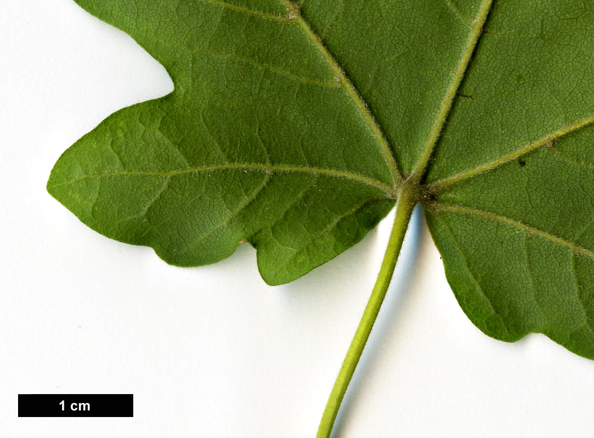 High resolution image: Family: Sapindaceae - Genus: Acer - Taxon: miyabei - SpeciesSub: subsp. miyabei